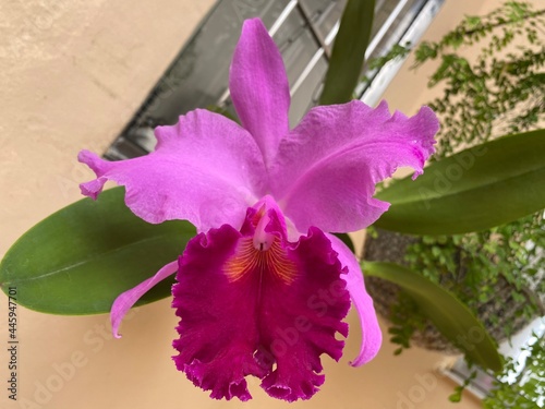 Beautiful and large purple orchid in São Caetano do Sul city. São Paulo - Brazil. photo