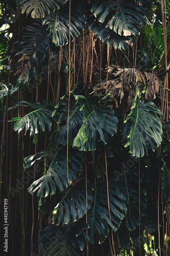 Fototapeta Naklejka Na Ścianę i Meble -  Tropical Vines and Leaves Veil 