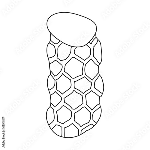 Sausage vector outline icon. Vector illustration meat on white background. Isolated outline illustration icon of sausage, .