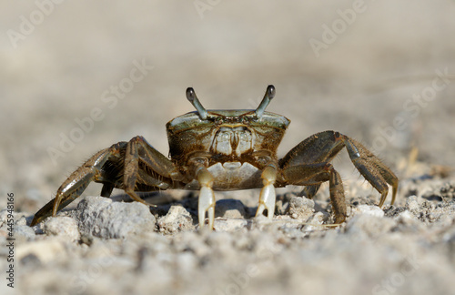 Brackish water fiddler crab (Uca minax), Galveston, Texas, USA.