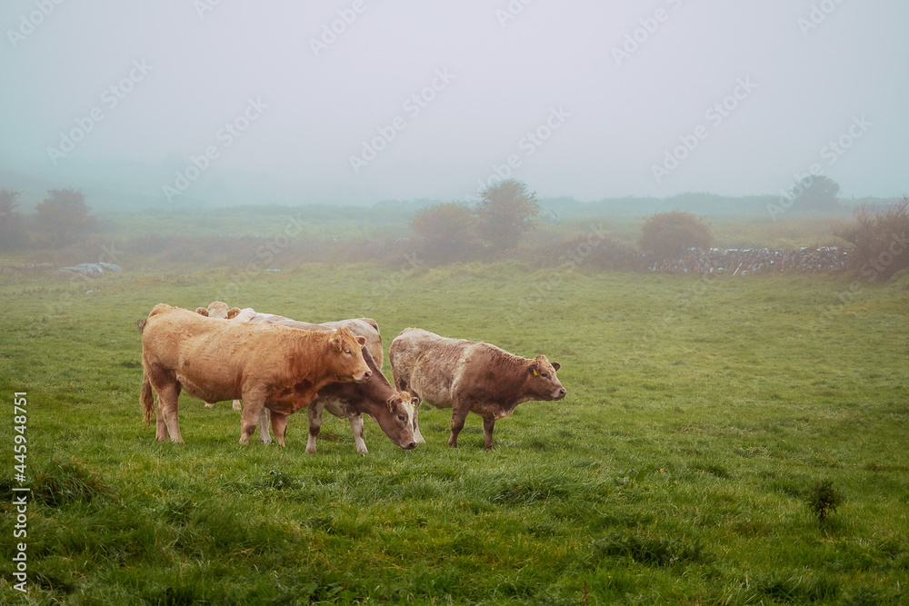 cows in field, fog in the background cows in field, fog in the background