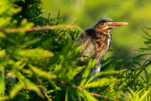 Green Heron Perched in Shrubs