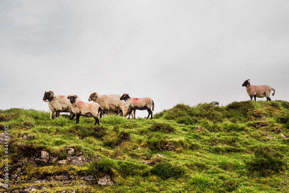 Fototapeta premium Sheep in a green field.