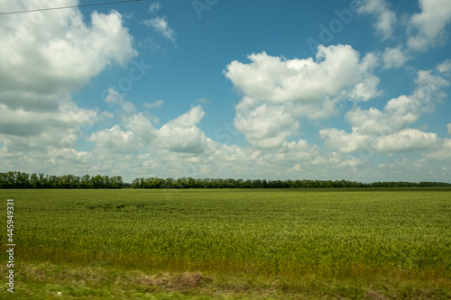 Panorama from the car window along the road. A view of the roadside fields with agricultural crops. Green plants, plowed land. Protective forest belt. Russia. Day. Sunny.