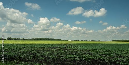 Panorama from the car window along the road. A view of the roadside fields with agricultural crops. Green plants, plowed land. Protective forest belt. Russia. Day. Sunny.
