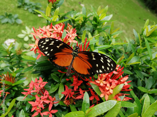 Closeup shot of a beautiful Tithorea Terracina butterfly on garden flowers photo