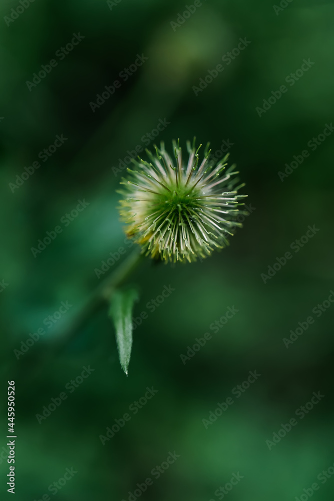 A close-up shot of Geum aleppicum in a natural background. A close-up shot of Geum aleppicum in a natural background.