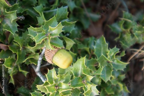 Green leaves and acorn of Quercus coccifera, the kermes oak close-up. Small oak bush with sharp leaves in summer sunny Greece, Mediterranean