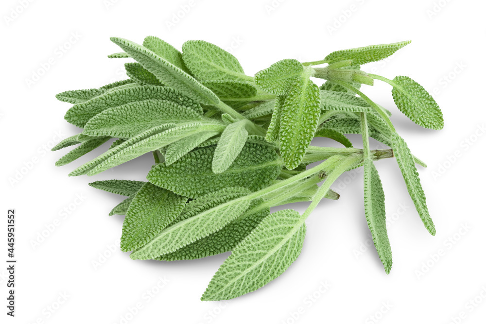 Obraz premium fresh sage herb isolated on white background with clipping path and full depth of field