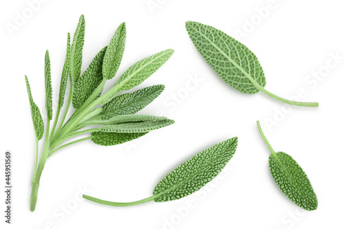 fresh sage herb isolated on white background with clipping path and full depth of field, Top view. Flat lay photo