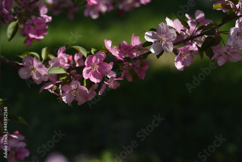 Blossoming decorative apple tree. Pink blossoming apple tree. Beautiful flowers of decorative apple tree or paradise apple tree in sunlight against green background