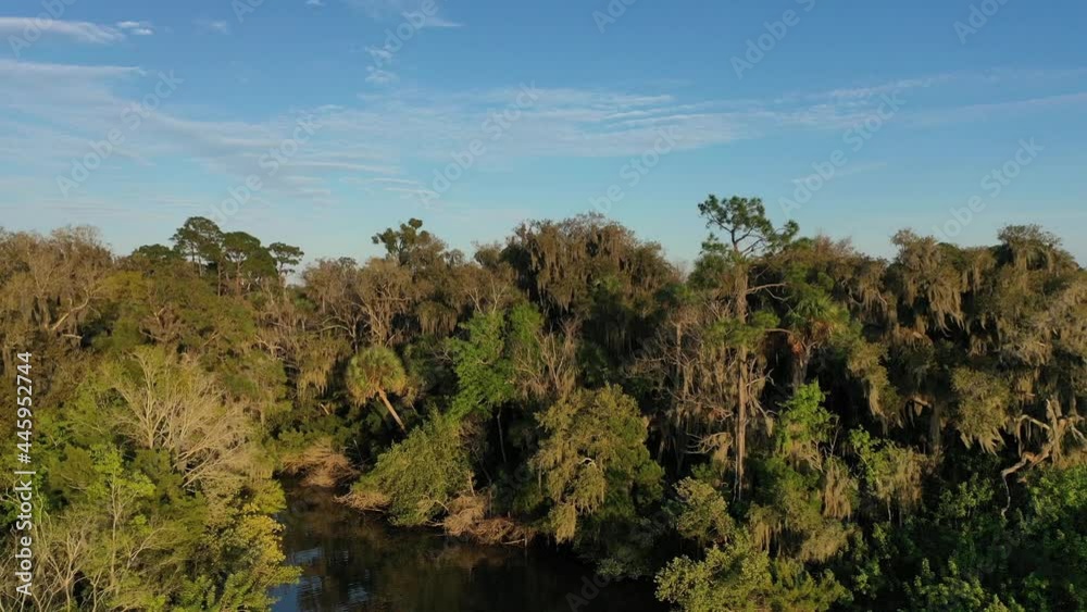 Pan down aerial of a small natural Florida cove with brackish water surrounded by Spanish moss covered live oak trees and palm trees. Spruce Creek Basin, Doris Leeper Preserve, New Smyrna Beach, FL. Pan down aerial of a small natural Florida cove with brackish water surrounded by Spanish moss covered live oak trees and palm trees. Spruce Creek Basin, Doris Leeper Preserve, New Smyrna Beach, FL.