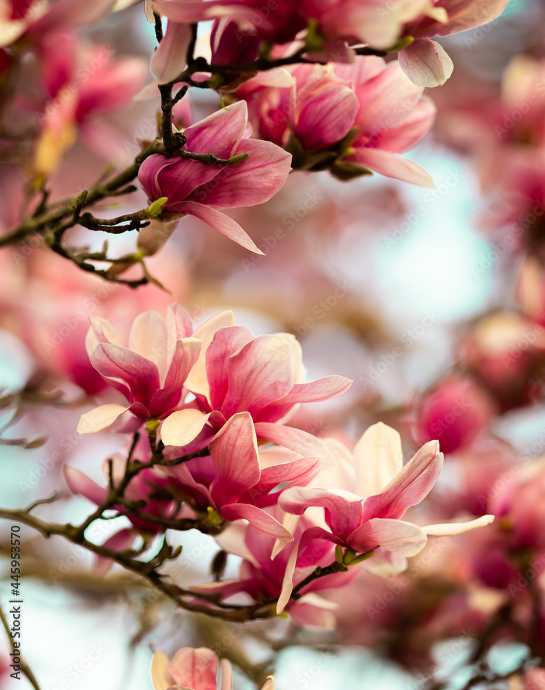 Lovely Pink Magnolia Blossoms against a softly blurred blue sky