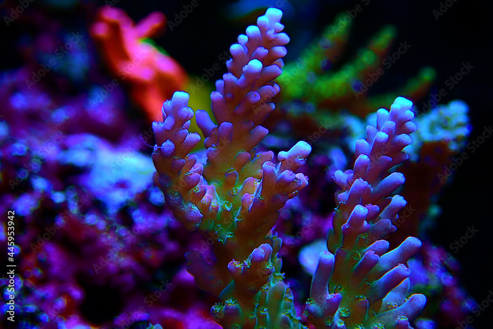 Obraz premium Acropora tenuis colorful sps coral is famous in stock exchange worldwide