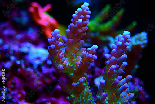 Acropora tenuis colorful sps coral is famous in stock exchange worldwide © Kolevski.V