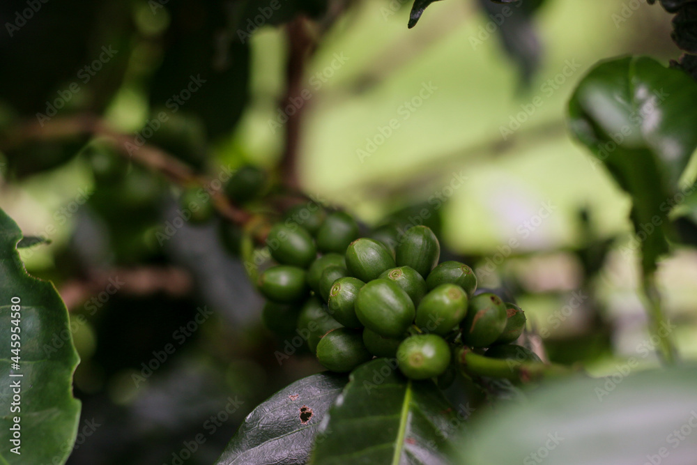 coffee beans on plant