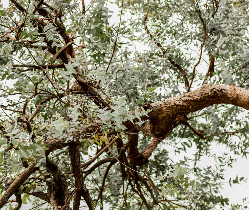 Eucalyptus tree in the garden