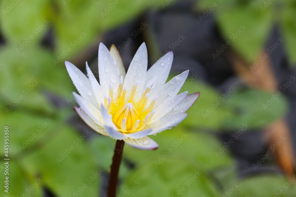 white lotus flower