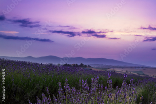 blooming lavender field at sunset in tuscany