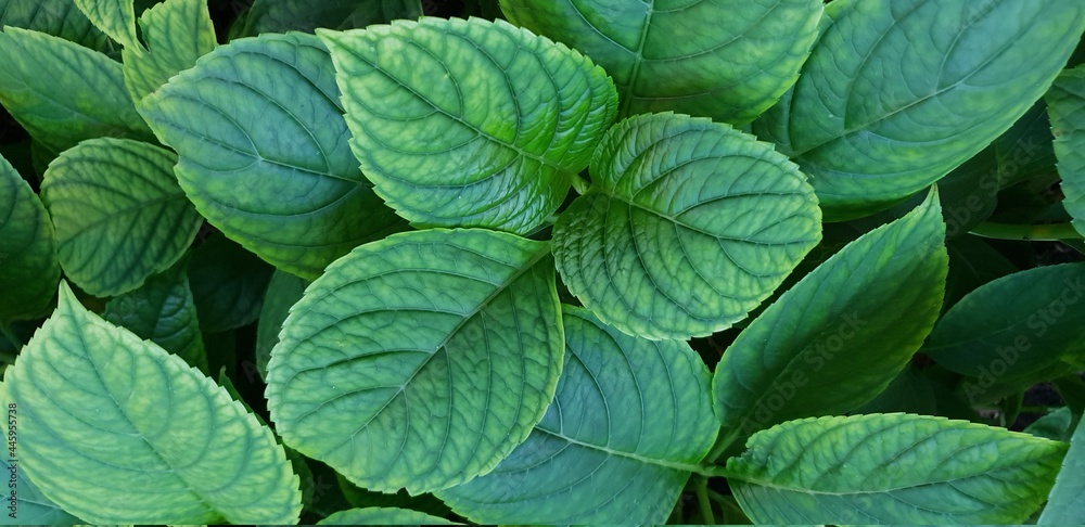 green leaves background green leaves background
