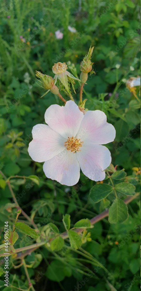 Fototapeta premium pink lotus flower