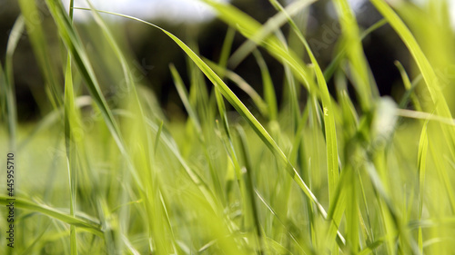 Fotografía Detailansicht Gras, Wiese und Grashalme