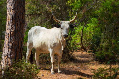 white cow of Maremma.grazing in the Tuscany pine forest
