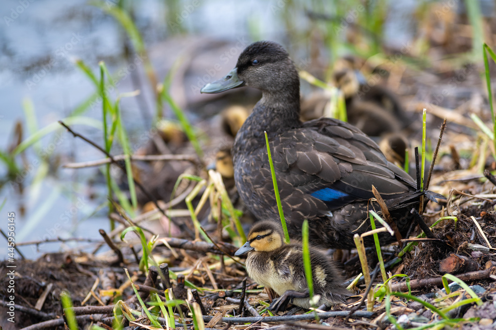 An adult female wood duck with a white patch and yellow ring around its eye. The wild duck is sitting on white snow in the shade. Its feathers are teal blue on its wings with a brown and white body An adult female wood duck with a white patch and yellow ring around its eye. The wild duck is sitting on white snow in the shade. Its feathers are teal blue on its wings with a brown and white body