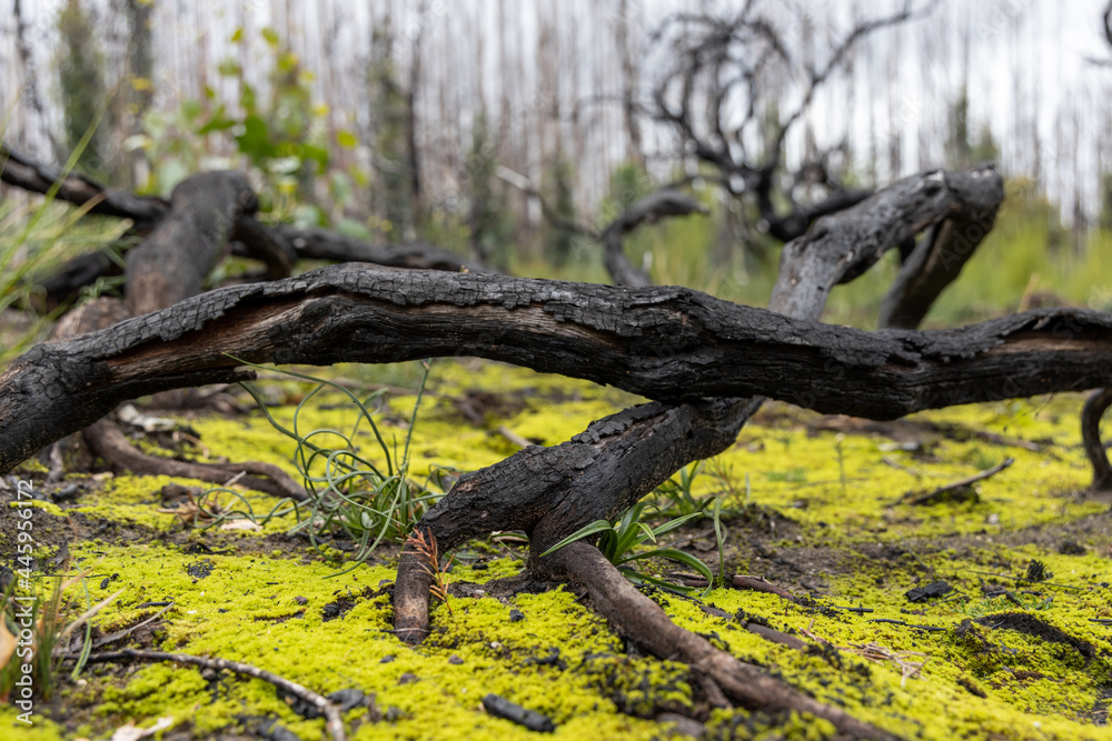 Burnt trees and new revegetation after the bush fires on Kangaroo Island South Australia on may 10th 2021 Burnt trees and new revegetation after the bush fires on Kangaroo Island South Australia on may 10th 2021