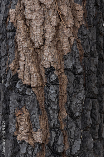 Texture of bark on Burnt trees after the bush fires on Kangaroo Island South Australia on may 10th 2021