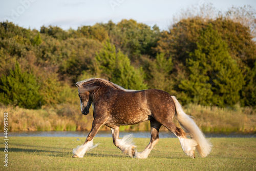Tableau sur toile Gypsy Vanner