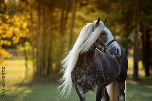 Gypsy Vanner head photo