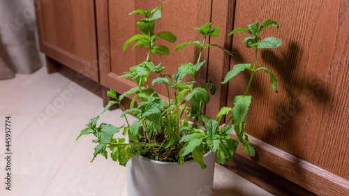 Timelapse of potted mint form wilt to recover