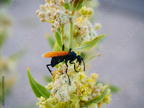  Tarantula Hawk Wasp on green flower.