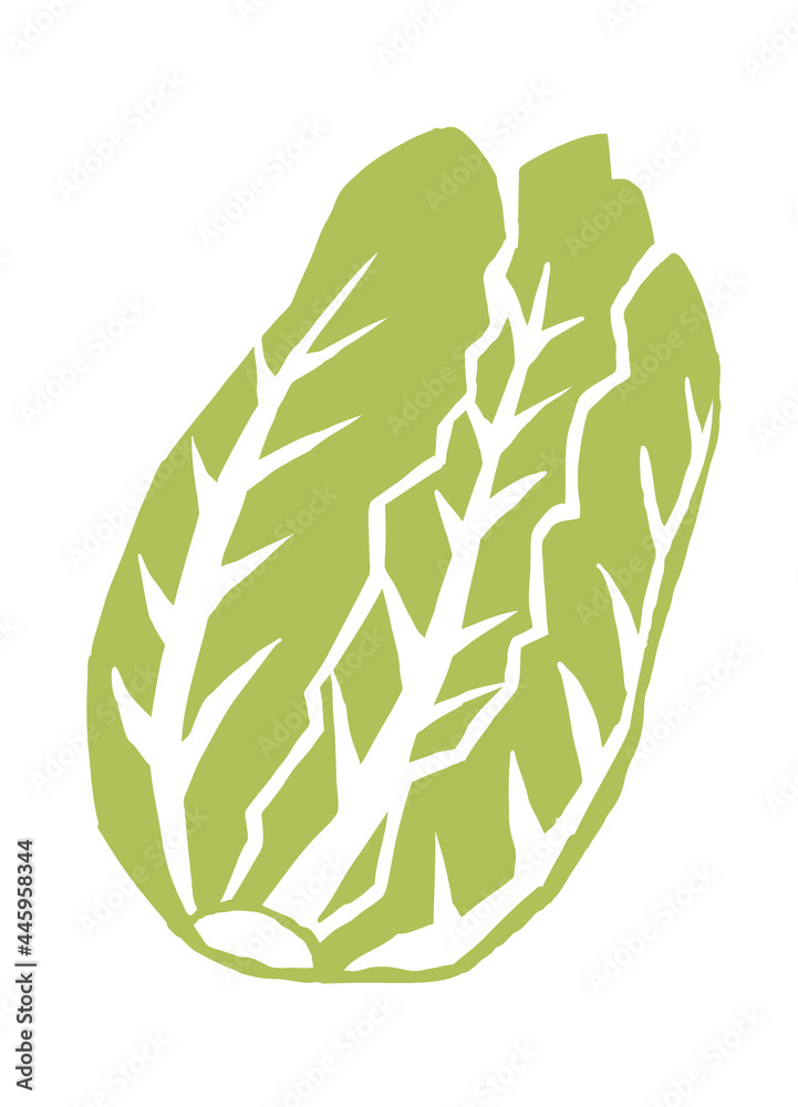 白菜 レトロなベクターイラスト Stock Vector Adobe Stock