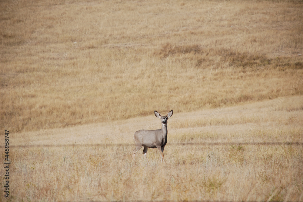 A young white-tail buck on the prairie A young white-tail buck on the prairie