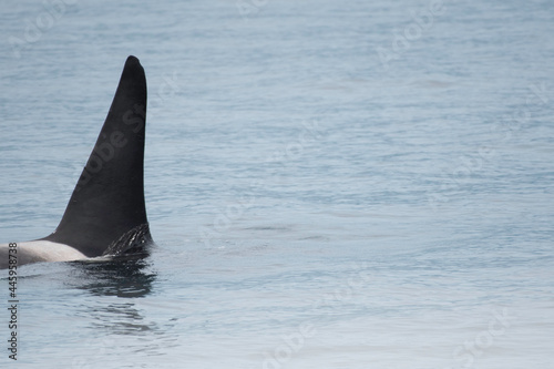 Dorsal fin of orca (killer whale)