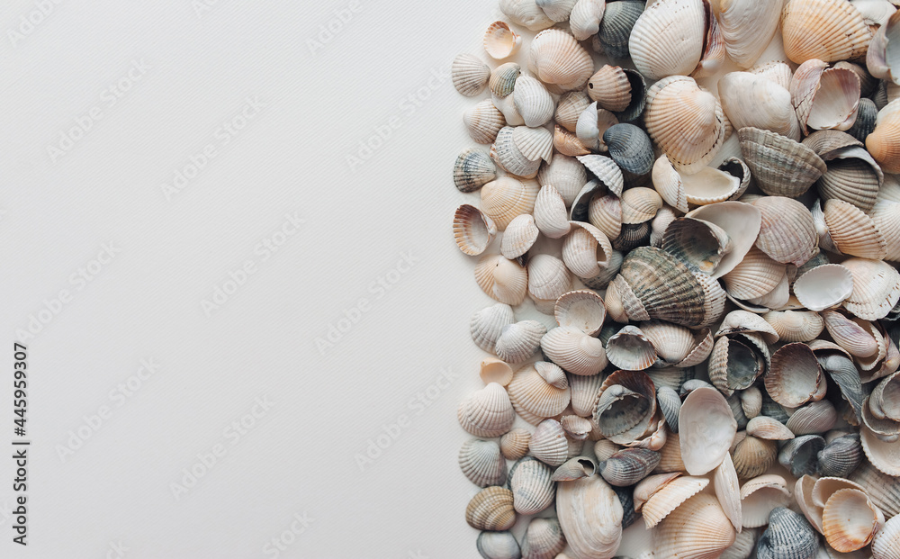 Light and gray seashells lie on white paper. Natural background with copy space. Light and gray seashells lie on white paper. Natural background with copy space.