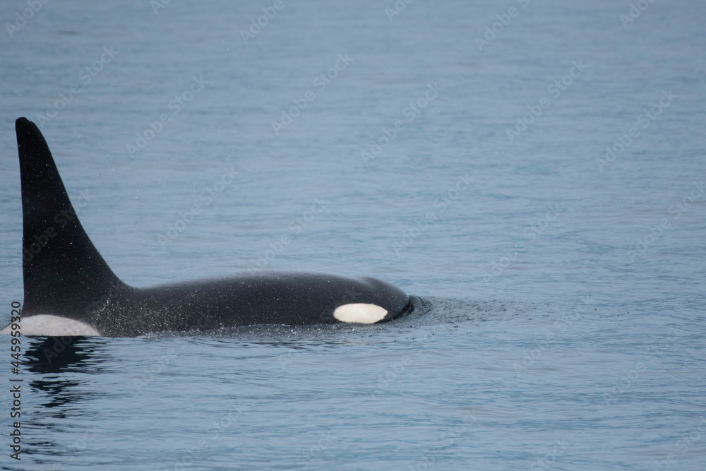 Orca (killer whale) swimming on the sea