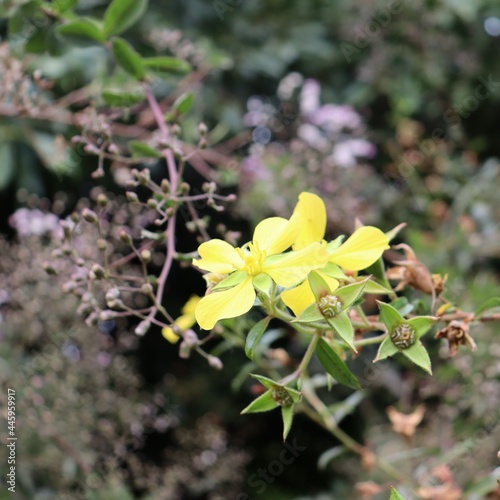 purple and yellow flowers