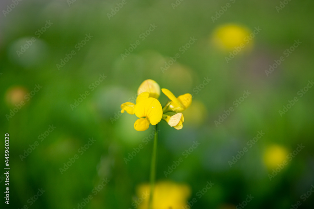 Blume Macro Gelb Blume Macro Gelb
