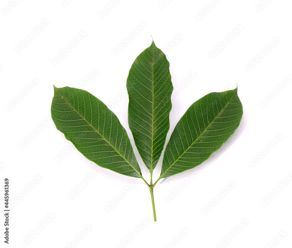 Obraz premium Rubber tree leaf isolated on white background. Para rubber tree (Hevea brasiliensis), also known as sharinga tree, seringueira,rubber tree or rubber plant