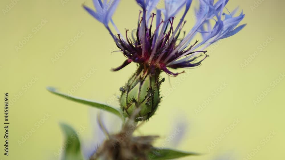 Extreme Close-up of the Cornflower, National Flower of Germany Extreme Close-up of the Cornflower, National Flower of Germany
