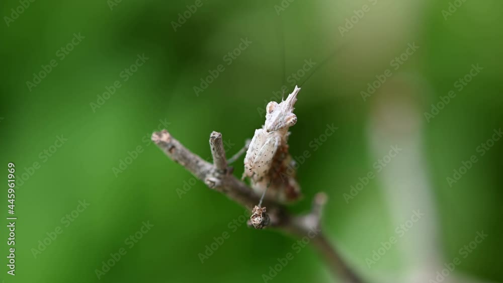 Seen on the tip most of the twig looking at the camera while vibrating its antennae, Praying Mantis, Ceratomantis saussurii. Seen on the tip most of the twig looking at the camera while vibrating its antennae, Praying Mantis, Ceratomantis saussurii.