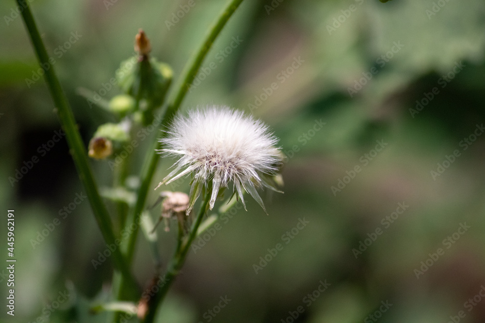 Sow Thistle common weeds in Nebraska with yellow flowers Sonchus oleraceus . High quality photo Sow Thistle common weeds in Nebraska with yellow flowers Sonchus oleraceus . High quality photo