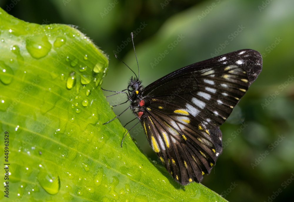 Fototapeta premium Butterlfy