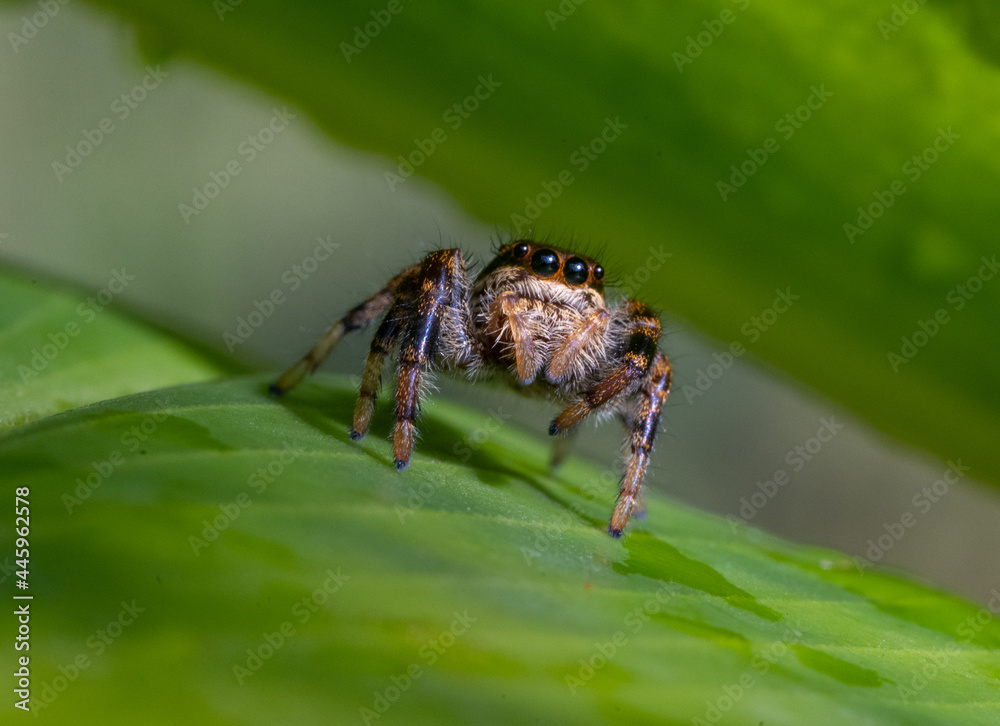 Jumping Spider Jumping Spider
