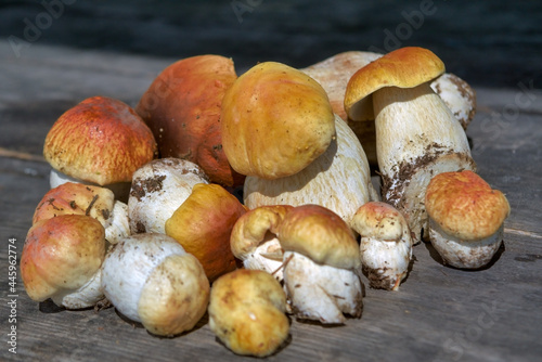 Forest edible mushrooms. Freshly picked boletus on wooden background. Ceps Boletus edulis over Wooden Background, rustic table.