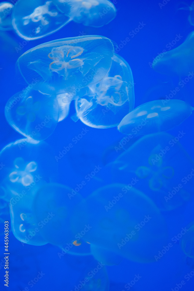 クラゲ クラゲ