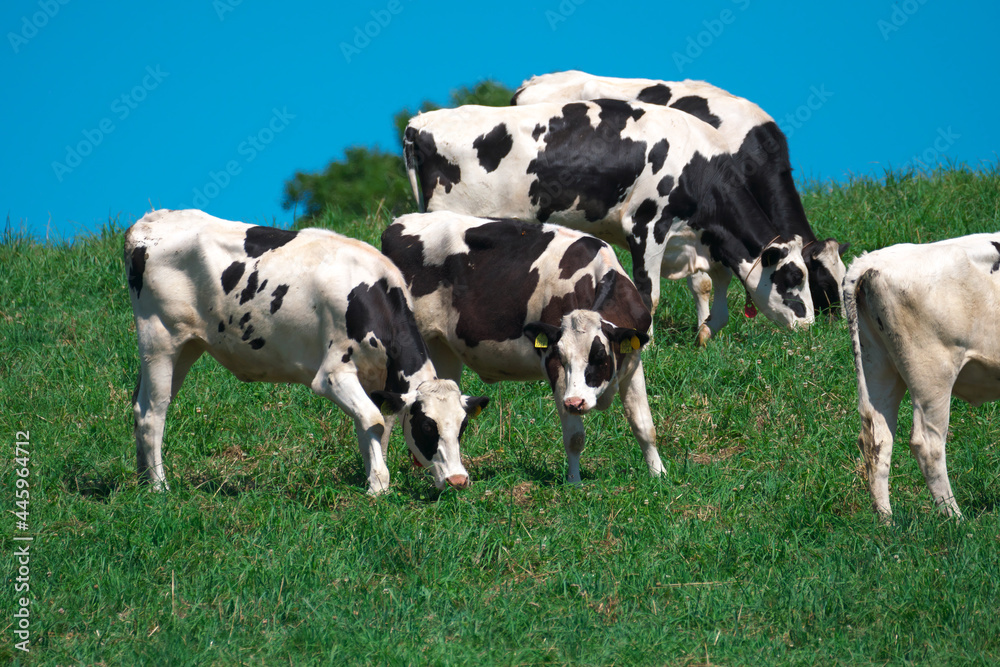 放牧されていた牛たち